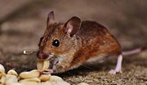 24 Hour & Emergency Exterminators in Mayfield, OH